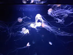 サンシャイン水族館に投稿された画像（2026/8/31）