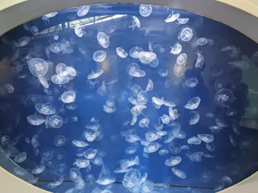 葛西臨海水族園に投稿された画像（2026/8/31）