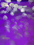 アクアワールド茨城県大洗水族館に投稿された画像（2026/8/31）