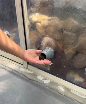 大分マリーンパレス水族館 「うみたまご」に投稿された画像（2026/8/31）