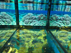越前松島水族館に投稿された画像（2026/8/31）