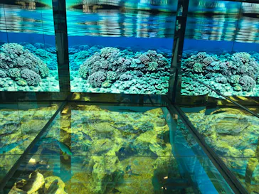 越前松島水族館に投稿された画像（2026/8/31）