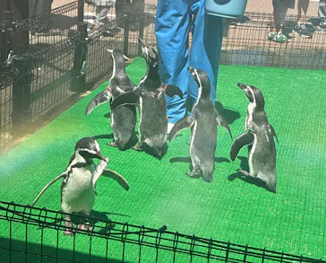 越前松島水族館に投稿された画像（2026/8/31）
