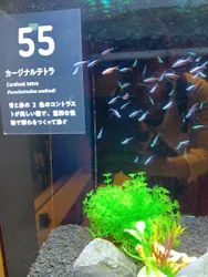 横浜開運水族館 フォーチュンアクアリウムに投稿された画像（2026/8/31）
