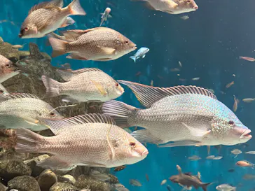 世界淡水魚園水族館　アクア・トトぎふに投稿された画像（2026/8/31）