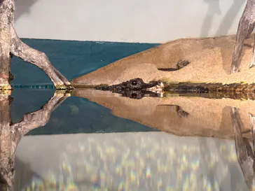 世界淡水魚園水族館　アクア・トトぎふに投稿された画像（2026/8/31）
