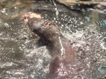世界淡水魚園水族館　アクア・トトぎふに投稿された画像（2026/8/31）