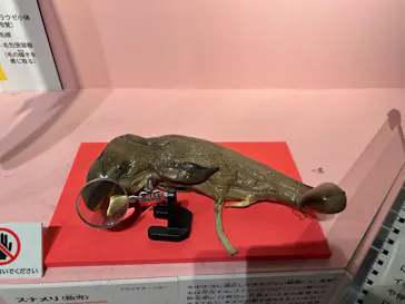 特別展「いきもの超ワールド展　国立科学博物館×ダーウィンが来た！」（国立科学博物館）に投稿された画像（2026/8/31）