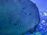 しながわ水族館に投稿された画像（2026/8/31）