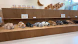 Cat Café MOFF イオンモールナゴヤドーム前店に投稿された画像（2026/8/31）
