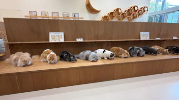 Cat Café MOFF イオンモールナゴヤドーム前店に投稿された画像（2026/8/31）