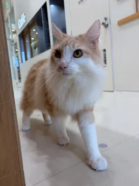 Cat Café MOFF イオンモールナゴヤドーム前店に投稿された画像（2026/8/31）