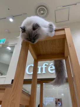 Cat Café MOFF イオンモールナゴヤドーム前店に投稿された画像（2026/8/31）