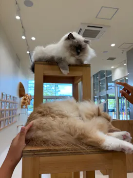 Cat Café MOFF イオンモールナゴヤドーム前店に投稿された画像（2026/8/31）
