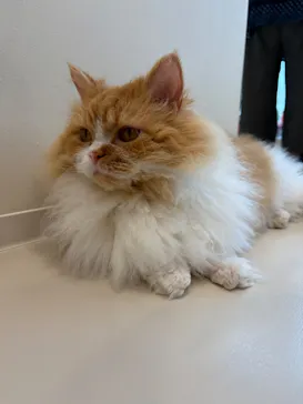 Cat Café MOFF イオンモールナゴヤドーム前店に投稿された画像（2026/8/31）