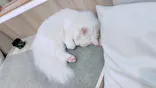 猫カフェモカ　イオンモール幕張新都心店に投稿された画像（2026/8/31）