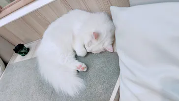 猫カフェモカ　イオンモール幕張新都心店に投稿された画像（2026/8/31）