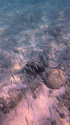 アースシップ沖縄に投稿された画像（2026/8/31）