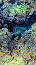 アースシップ沖縄に投稿された画像（2026/8/31）