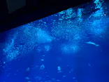 アクアワールド茨城県大洗水族館に投稿された画像（2026/8/31）