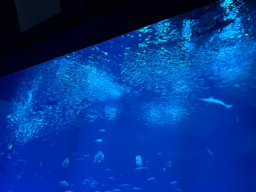 アクアワールド茨城県大洗水族館に投稿された画像（2026/8/31）