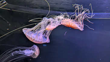 仙台うみの杜水族館に投稿された画像（2026/8/31）