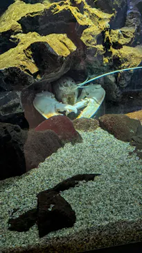 仙台うみの杜水族館に投稿された画像（2026/8/31）