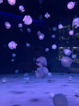 京都鉄道博物館×京都水族館に投稿された画像（2026/8/31）
