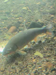 サケのふるさと 千歳水族館に投稿された画像（2026/8/31）