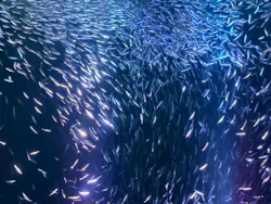 名古屋港水族館に投稿された画像（2026/8/31）