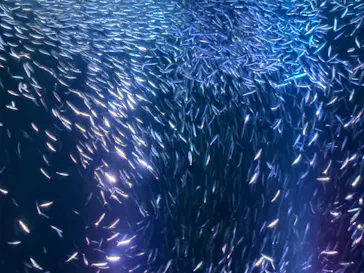名古屋港水族館に投稿された画像（2026/8/31）