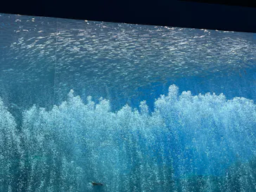 仙台うみの杜水族館に投稿された画像（2026/8/31）