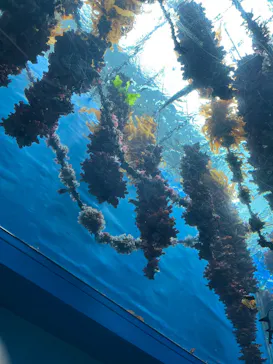 仙台うみの杜水族館に投稿された画像（2026/8/31）