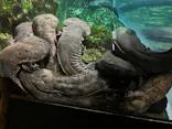 京都水族館に投稿された画像（2026/8/31）