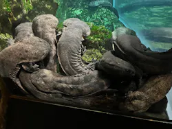京都水族館に投稿された画像（2026/8/31）