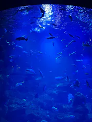 京都水族館に投稿された画像（2026/8/31）