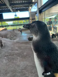 京都水族館に投稿された画像（2026/8/31）