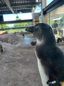 京都水族館に投稿された画像（2026/8/31）