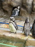 しながわ水族館に投稿された画像（2026/8/31）