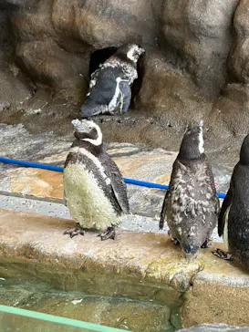 しながわ水族館に投稿された画像（2026/8/31）