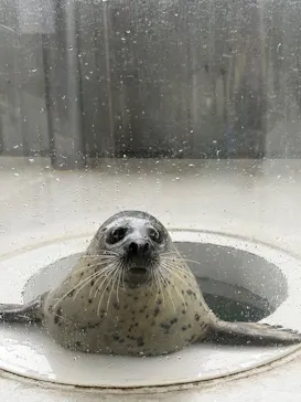 しながわ水族館に投稿された画像（2026/8/31）