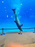 名古屋港水族館に投稿された画像（2026/8/31）
