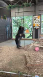 のぼりべつクマ牧場に投稿された画像（2026/8/31）