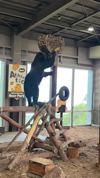 のぼりべつクマ牧場に投稿された画像（2026/8/31）