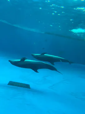 アクアワールド茨城県大洗水族館に投稿された画像（2026/8/31）