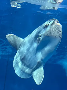 アクアワールド茨城県大洗水族館に投稿された画像（2026/8/31）