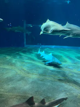 アクアワールド茨城県大洗水族館に投稿された画像（2026/8/31）