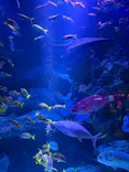 すみだ水族館に投稿された画像（2026/8/31）