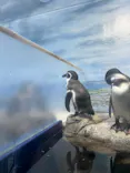 新江ノ島水族館に投稿された画像（2026/9/1）