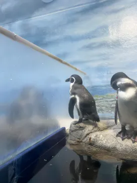 新江ノ島水族館に投稿された画像（2026/8/31）